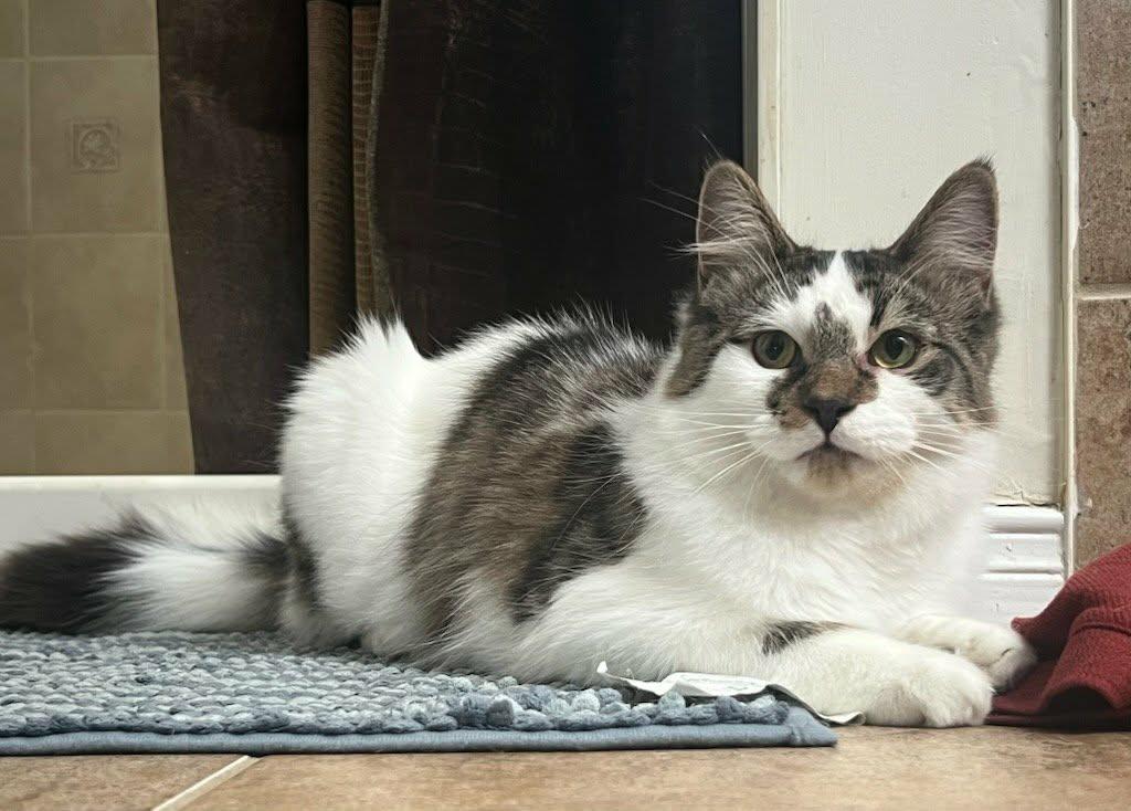 Enlarge Spruce, a ADOPTABLE Domestic Medium Hair in Brantford, ON image 2/3