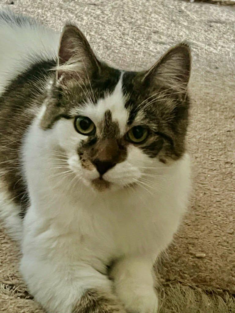 Spruce, ADOPTABLE, Young Male Domestic Medium Hair.