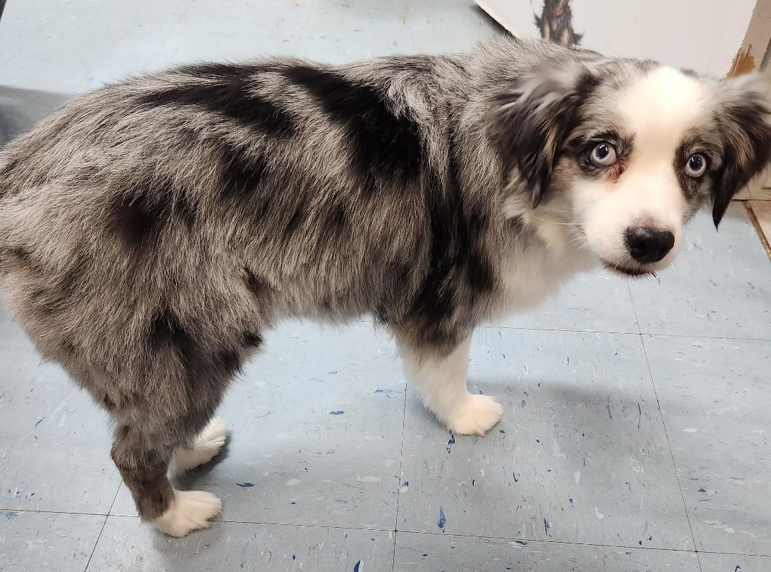 Indi, Adopted, Adult Female Australian Shepherd.