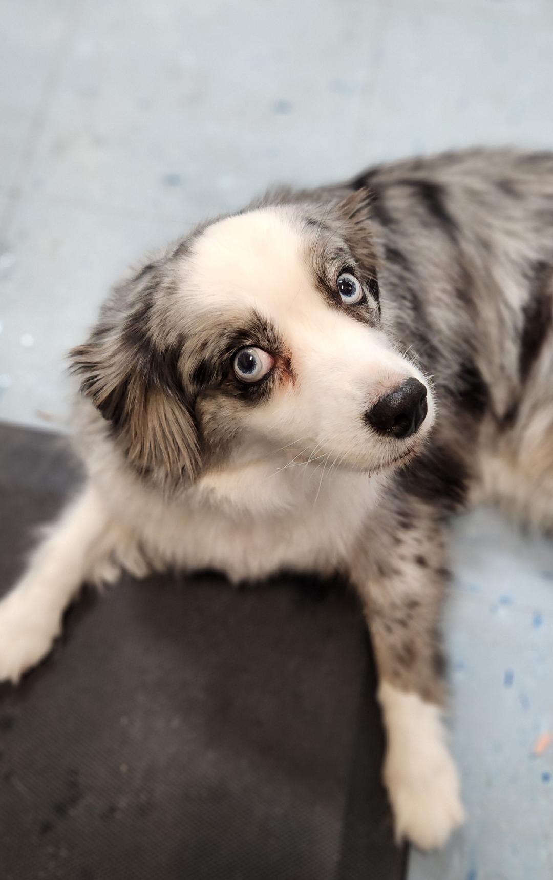Enlarge Indi, a Adopted Australian Shepherd in Rockwall, TX image 3/3