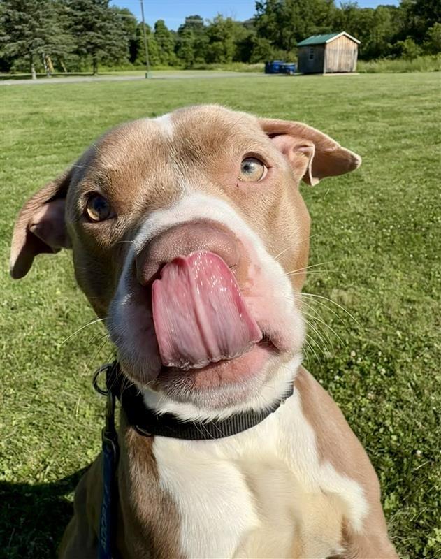 Eddie, Adoptable, Young Male Pit Bull Terrier.