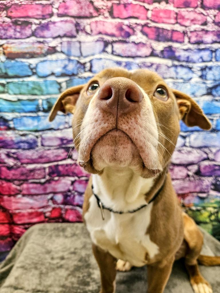 Enlarge Eddie, a Adoptable Pit Bull Terrier in Gloversville, NY image 2/6