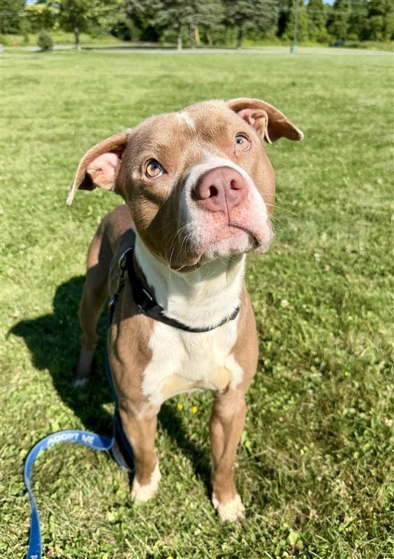 Enlarge Eddie, a Adoptable Pit Bull Terrier in Gloversville, NY image 3/6
