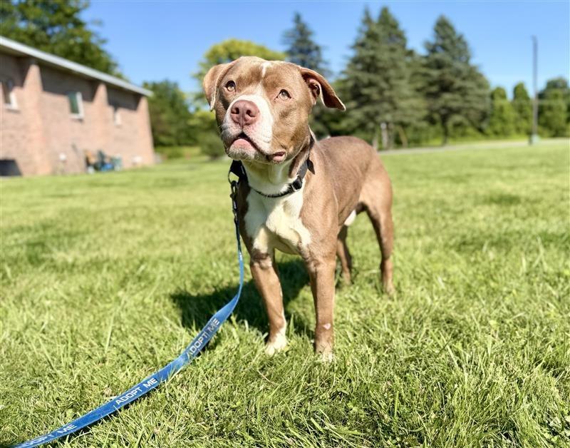 Enlarge Eddie, a Adoptable Pit Bull Terrier in Gloversville, NY image 4/6