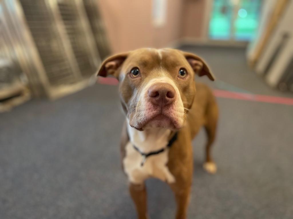 Enlarge Eddie, a Adoptable Pit Bull Terrier in Gloversville, NY image 5/6
