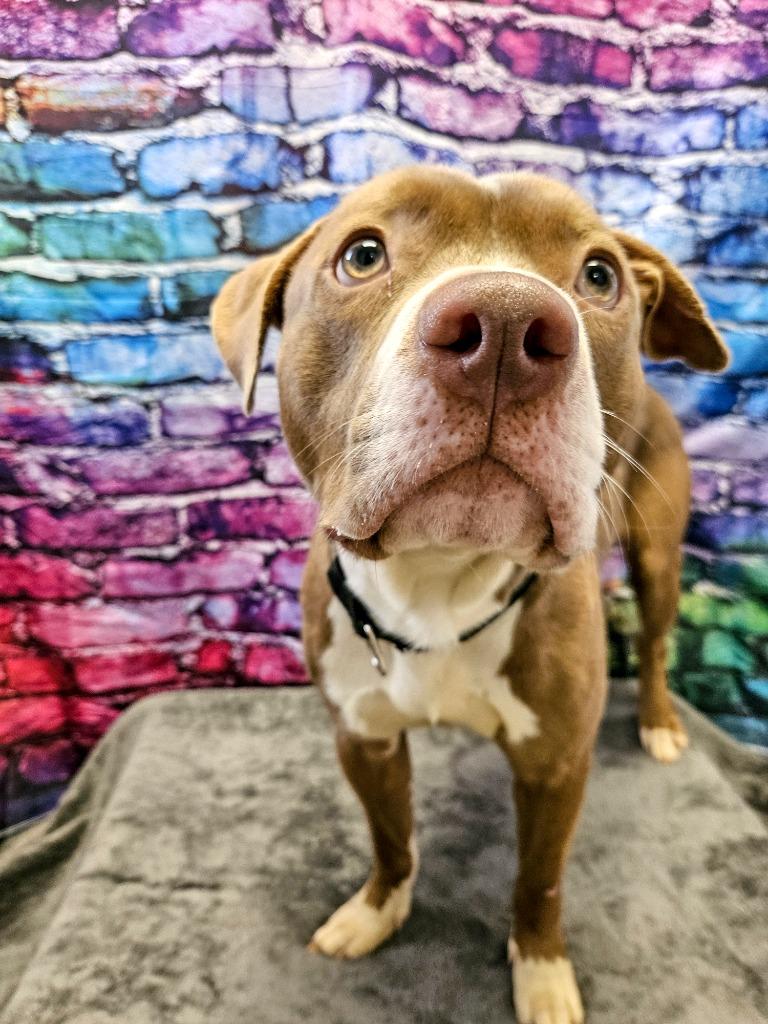 Enlarge Eddie, a Adoptable Pit Bull Terrier in Gloversville, NY image 6/6