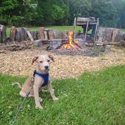 Enlarge Wade, a Adoptable mixed breed in Leesburg, AL image 1/5