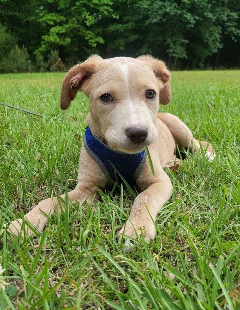 Enlarge Wade, a Adoptable mixed breed in Leesburg, AL image 2/5