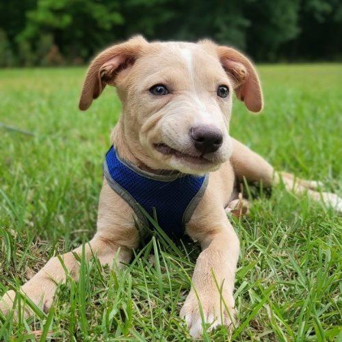 Enlarge Wade, a Adoptable mixed breed in Leesburg, AL image 3/5