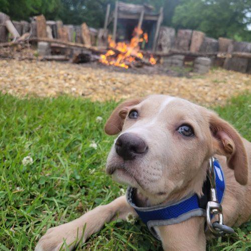 Enlarge Wade, a Adoptable mixed breed in Leesburg, AL image 4/5
