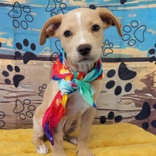 Enlarge Wade, a Adoptable mixed breed in Leesburg, AL image 5/5