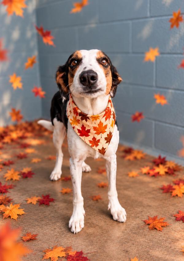 Enlarge Bella Rose, a Adoptable mixed breed in Lafayette, LA image 1/2