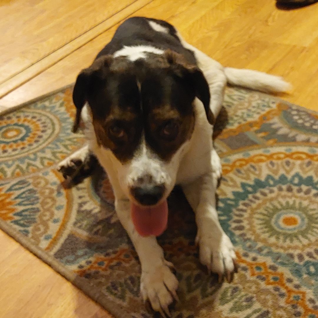 Enlarge MISS BUBBA, a Adoptable Beagle in Broadalbin, NY image 9/12