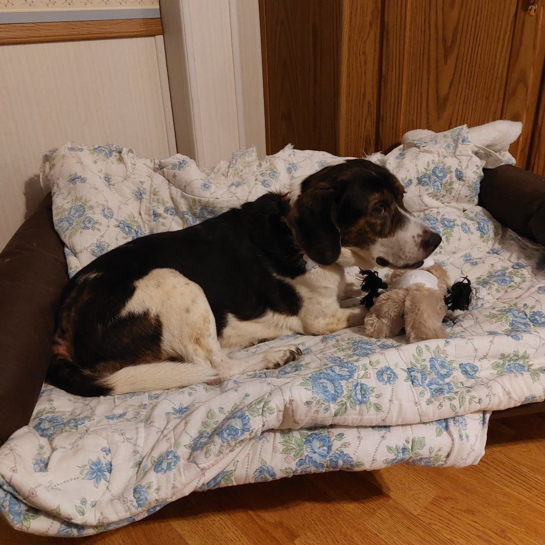 Enlarge MISS BUBBA, a Adoptable Beagle in Broadalbin, NY image 10/12