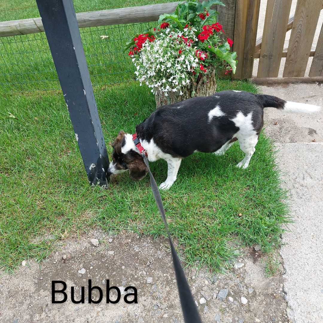 Enlarge MISS BUBBA, a Adoptable Beagle in Broadalbin, NY image 11/12