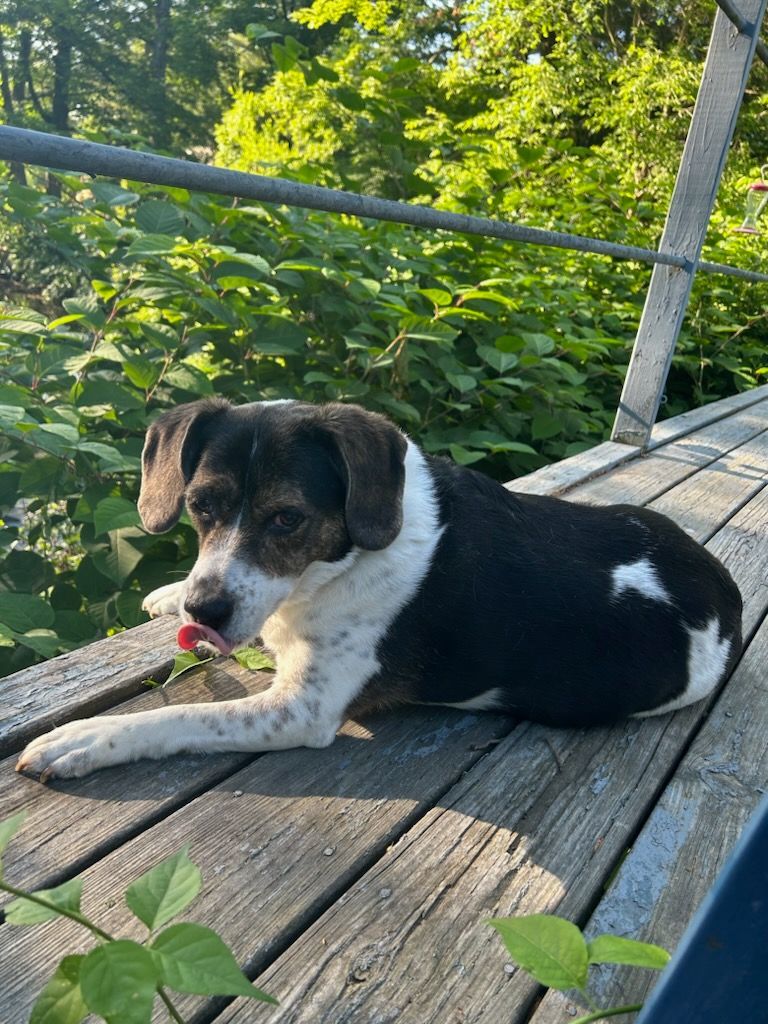 MISS BUBBA, a Adoptable Beagle in Broadalbin, NY image 1/12