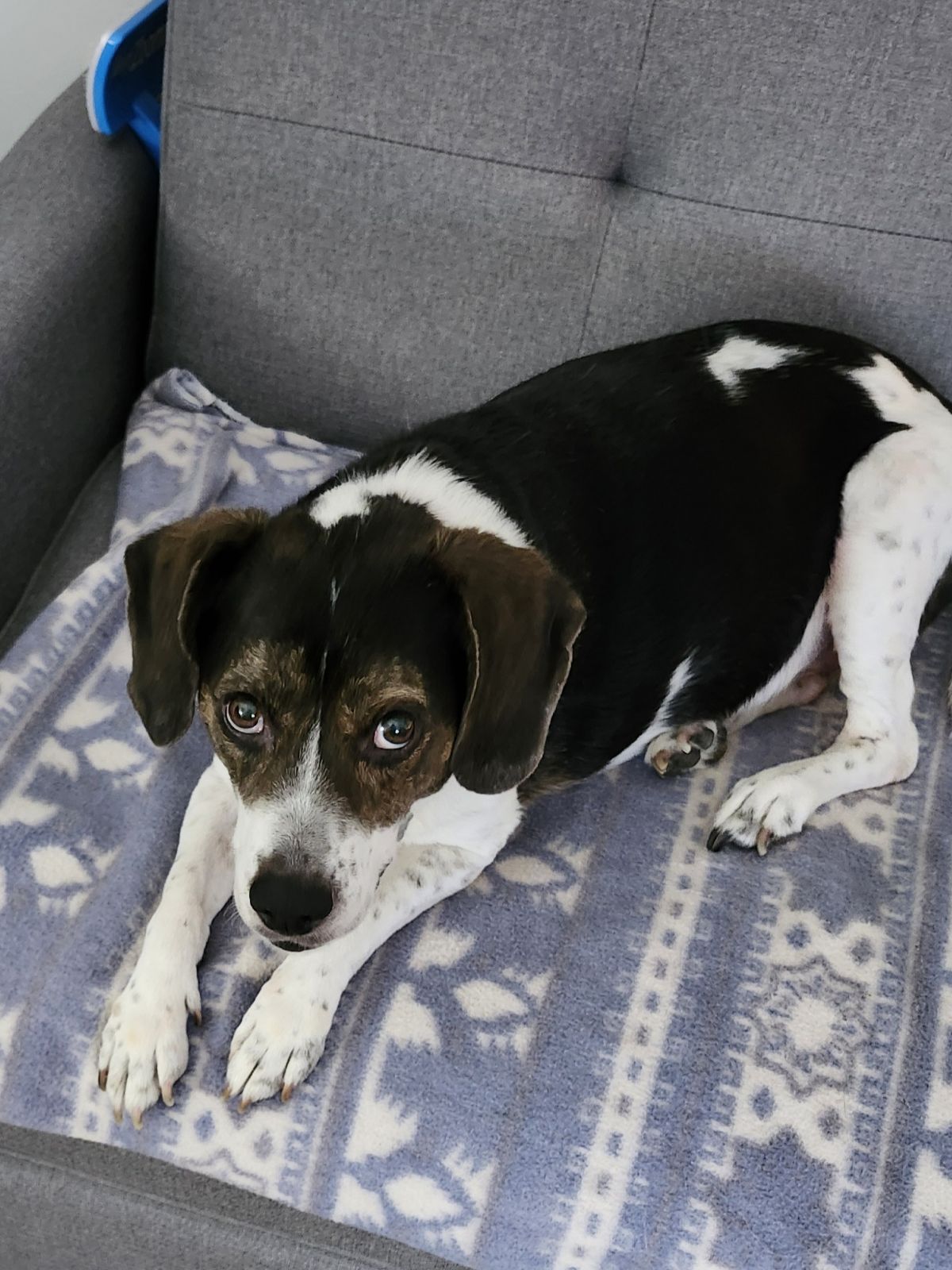 MISS BUBBA, a Adoptable Beagle in Broadalbin, NY image 2/12