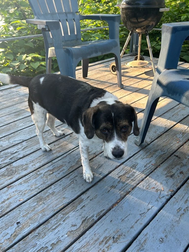 Enlarge MISS BUBBA, a Adoptable Beagle in Broadalbin, NY image 12/12