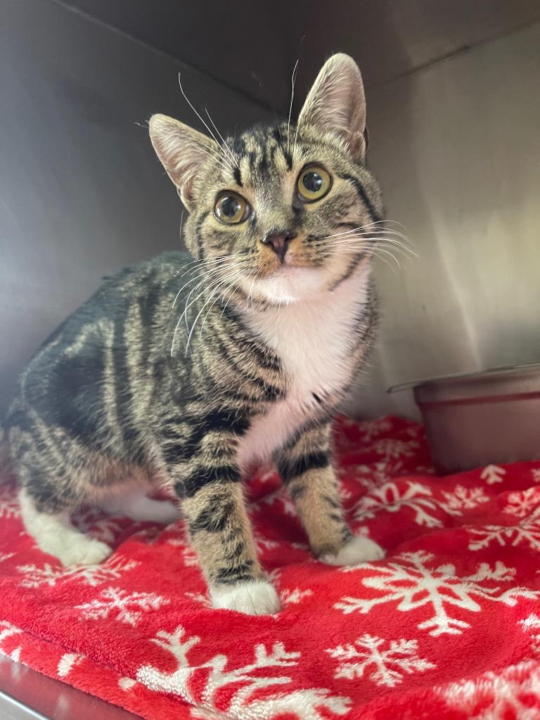 Zena, Adoptable, Adult Female Domestic Short Hair.