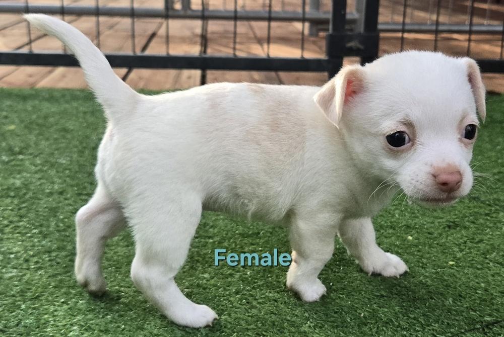 Wiggles puppies, Adoptable, Puppy Female Chihuahua & Pug.