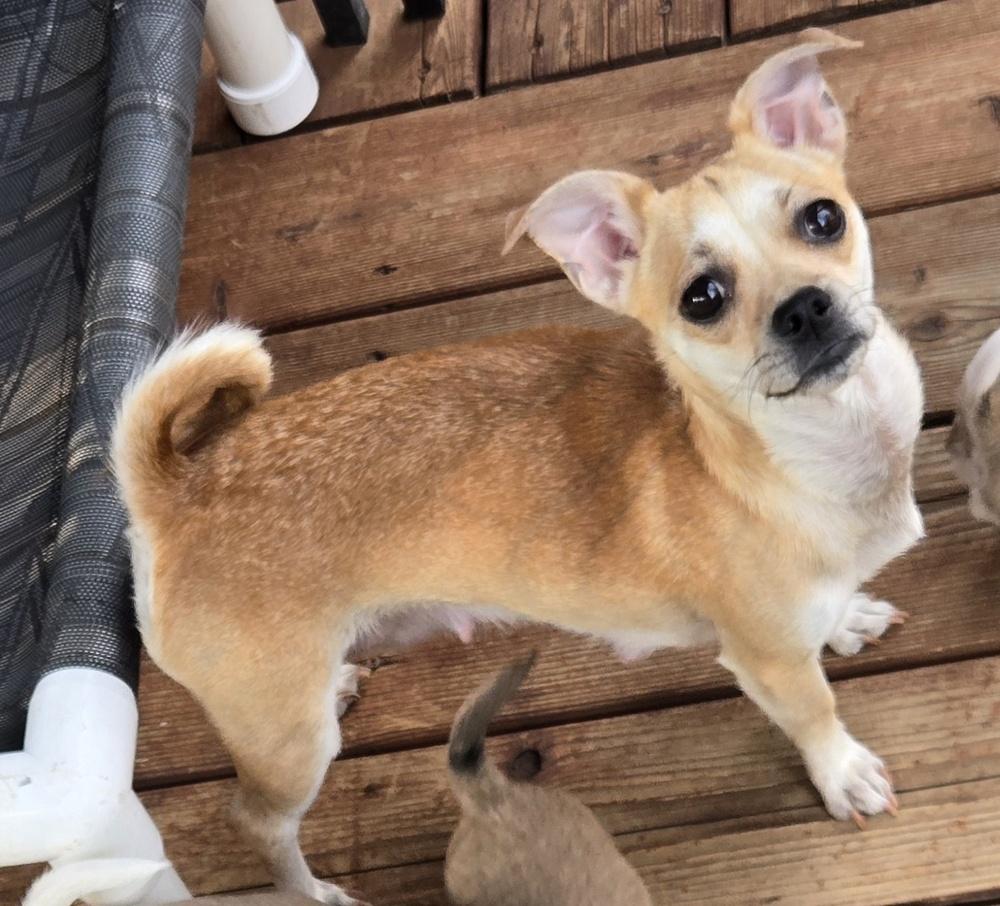 Wiggles puppies, a Adoptable mixed breed in Bend, OR image 2/6