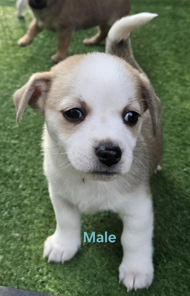 Wiggles puppies, a Adoptable mixed breed in Bend, OR image 3/6