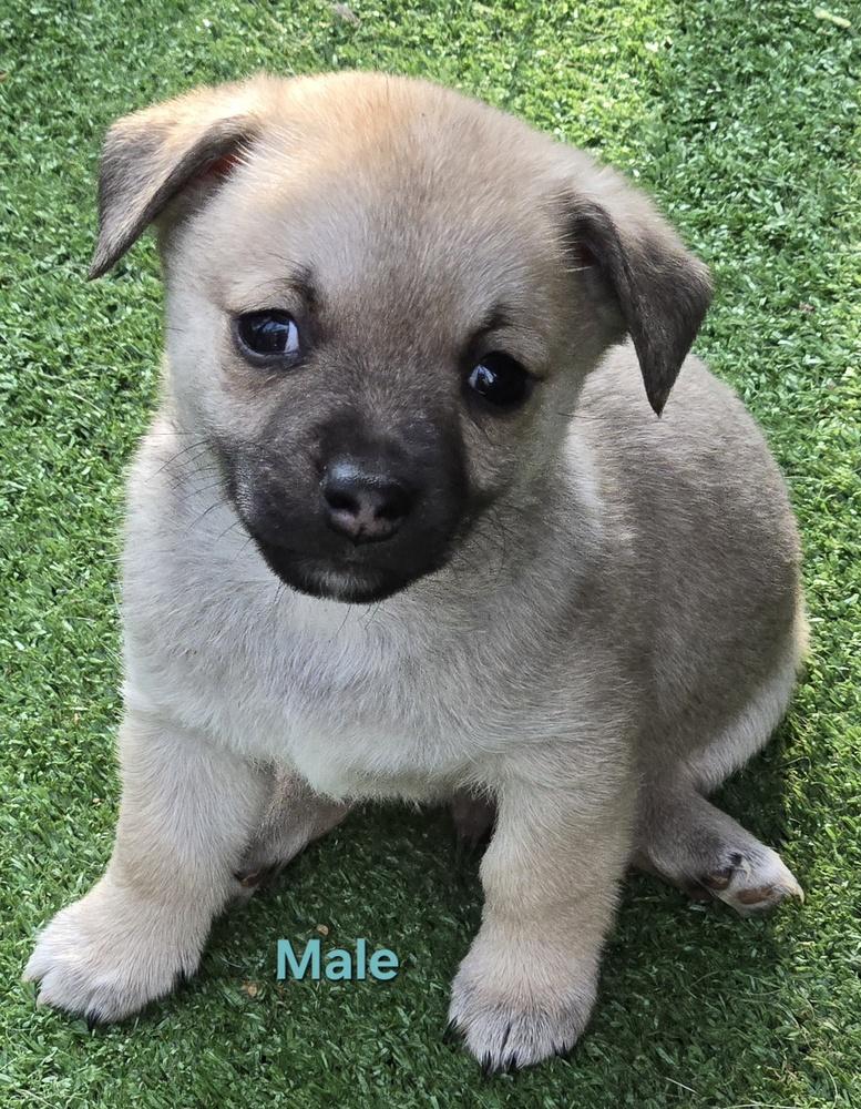 Wiggles puppies, a Adoptable mixed breed in Bend, OR image 4/6
