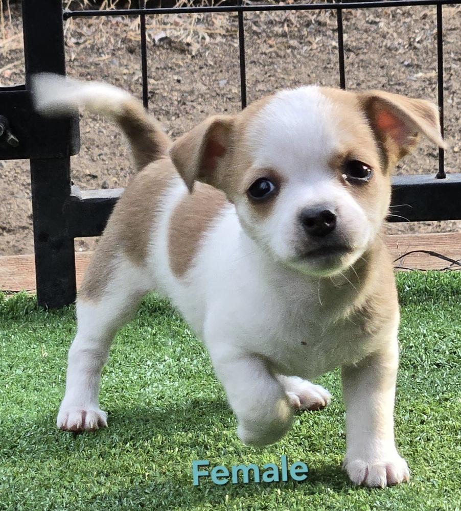 Wiggles puppies, a Adoptable mixed breed in Bend, OR image 5/6