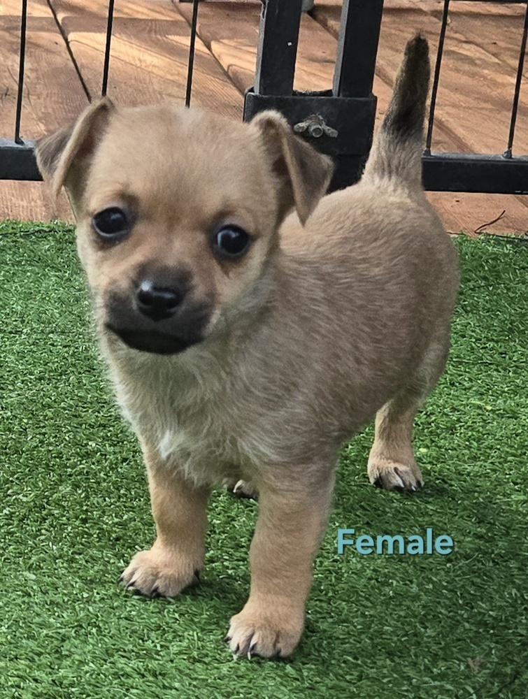 Wiggles puppies, a Adoptable mixed breed in Bend, OR image 6/6