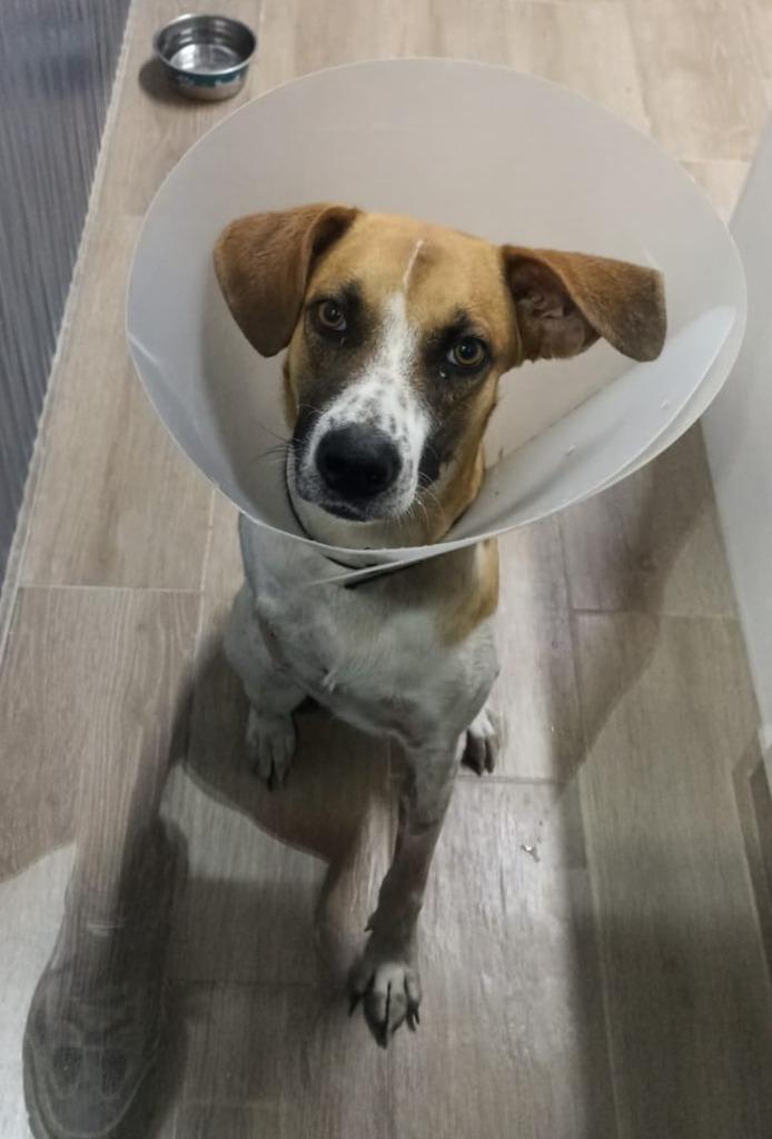 Magnus — thumbnail 2