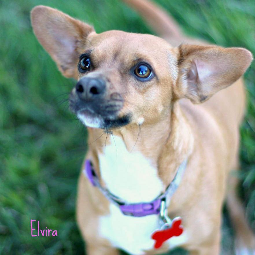 Elvira, Adoptable, Adult Female Chihuahua & Mixed Breed.