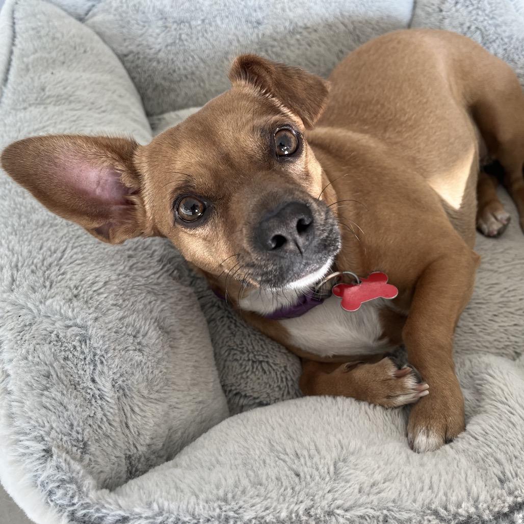 Elvira, Adoptable, Adult Female Chihuahua & Mixed Breed.