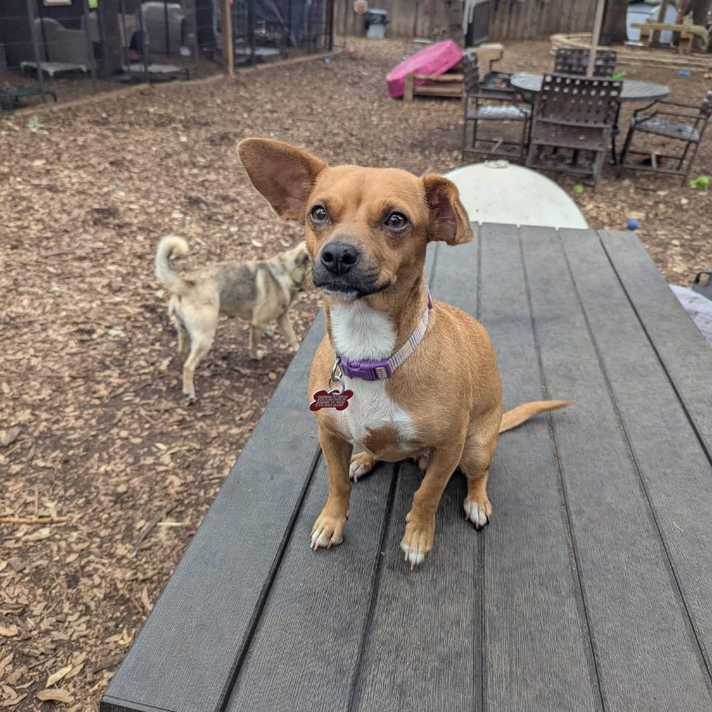 Enlarge Elvira, a Adoptable mixed breed in Boerne, TX image 2/6