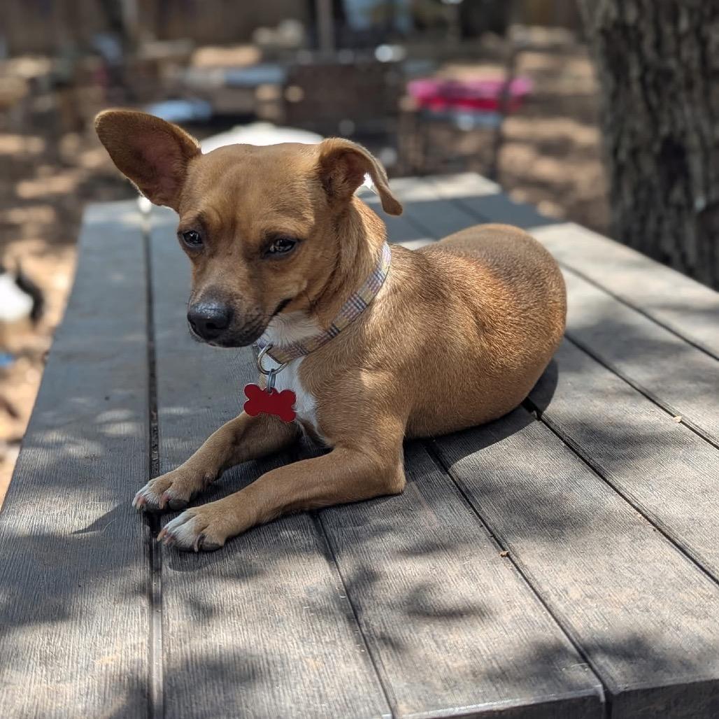 Enlarge Elvira, a Adoptable mixed breed in Boerne, TX image 5/6