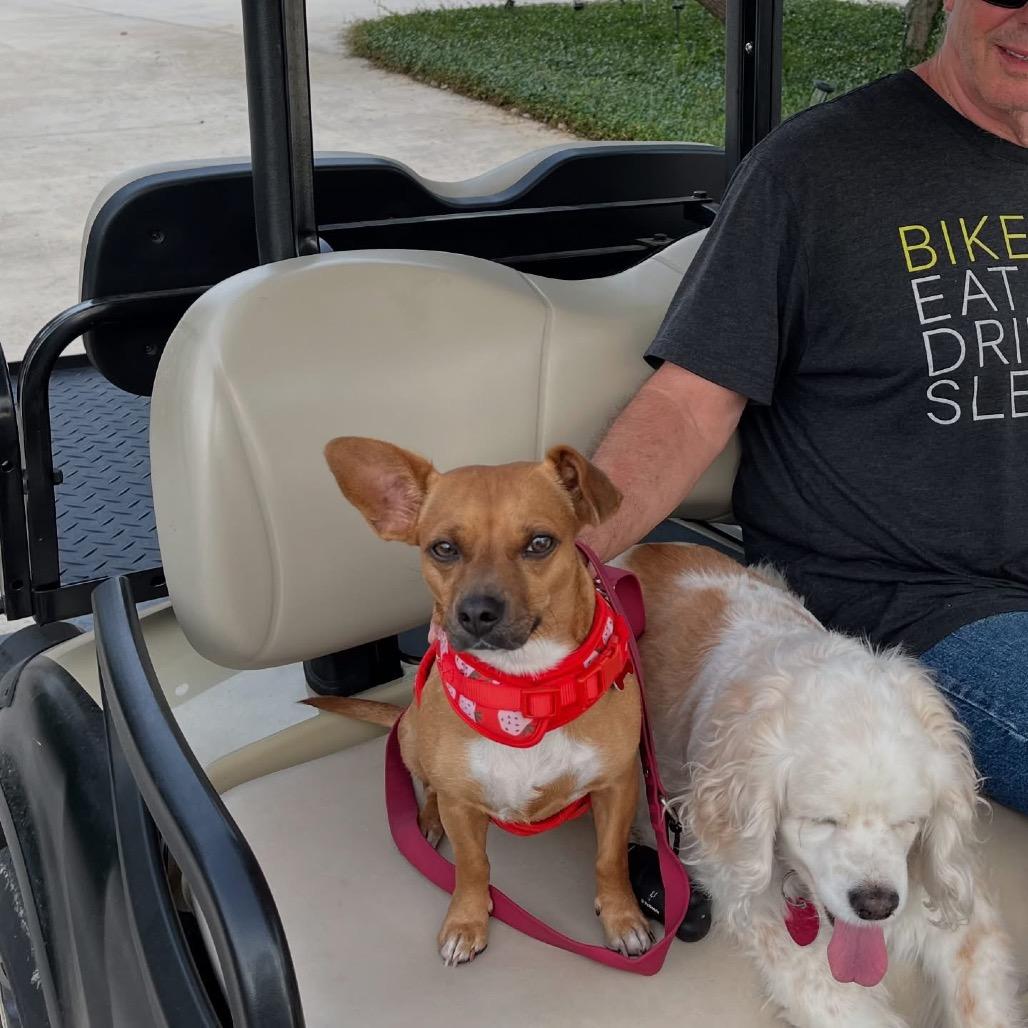 Enlarge Elvira, a Adoptable mixed breed in Boerne, TX image 6/6