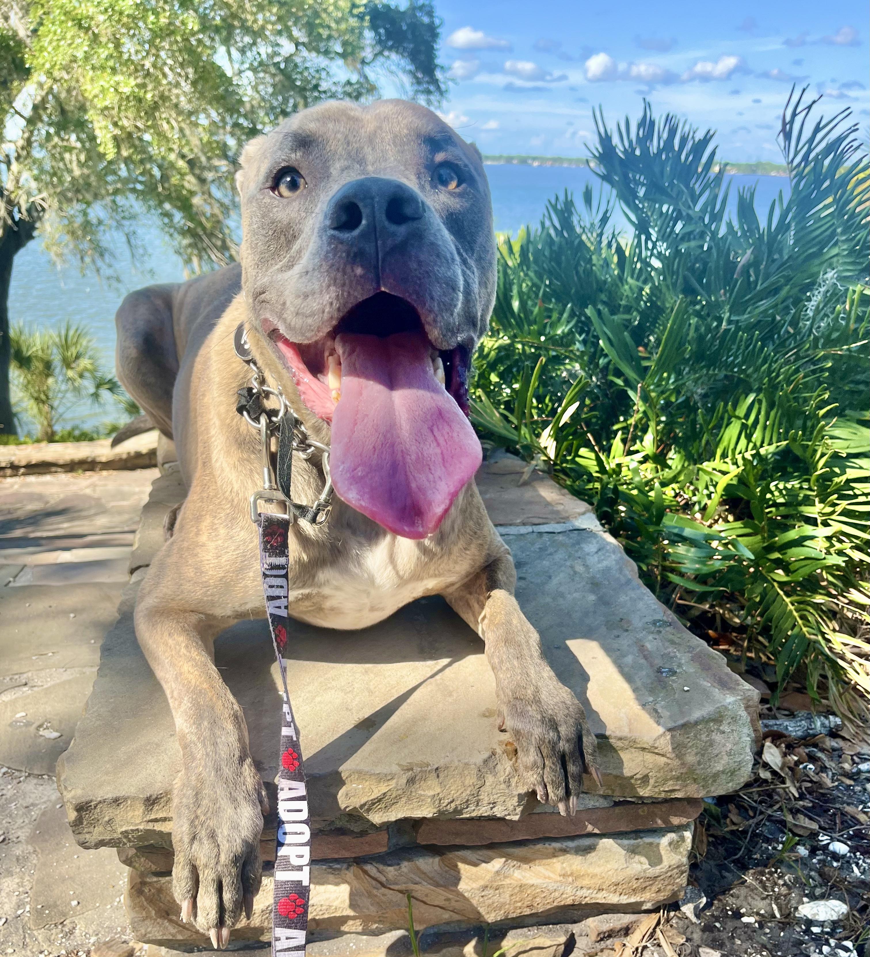 Enlarge Tiger, a Adoptable mixed breed in St. Petersburg, FL image 6/6