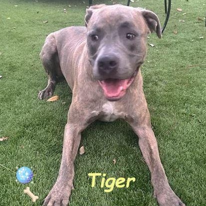 Enlarge Tiger, a Adoptable mixed breed in St. Petersburg, FL image 5/6