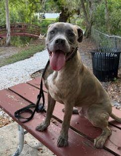 Enlarge Tiger, a Adoptable mixed breed in St. Petersburg, FL image 4/6