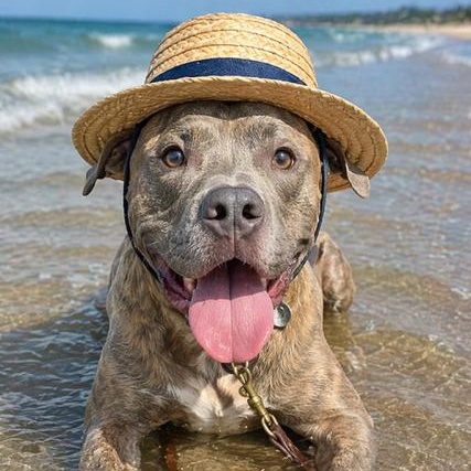 Enlarge Tiger, a Adoptable mixed breed in St. Petersburg, FL image 2/6