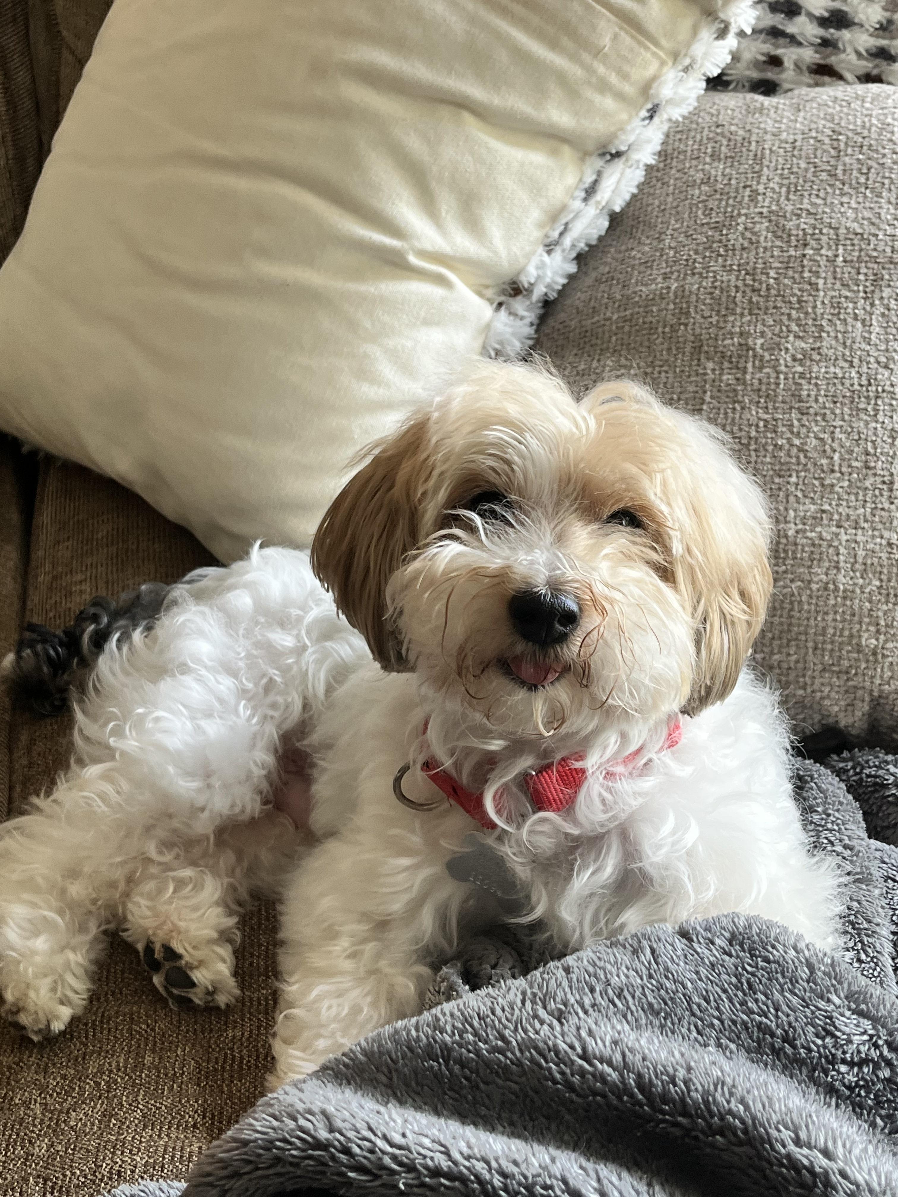 Tobby, Adoptable, Adult Male Yorkie Poo.