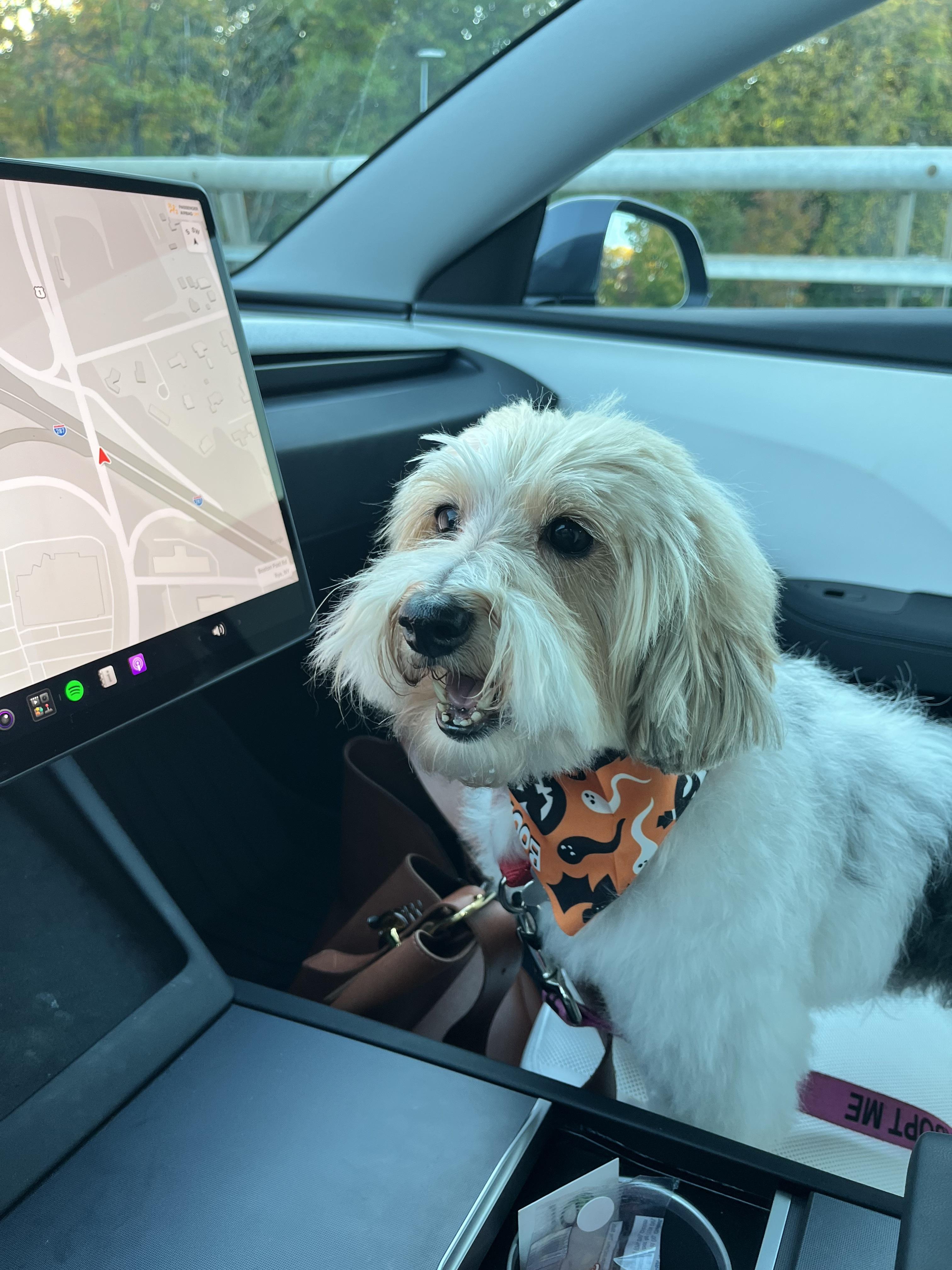 Enlarge Tobby, a Adoptable Yorkie Poo in Harrison, NY image 2/6
