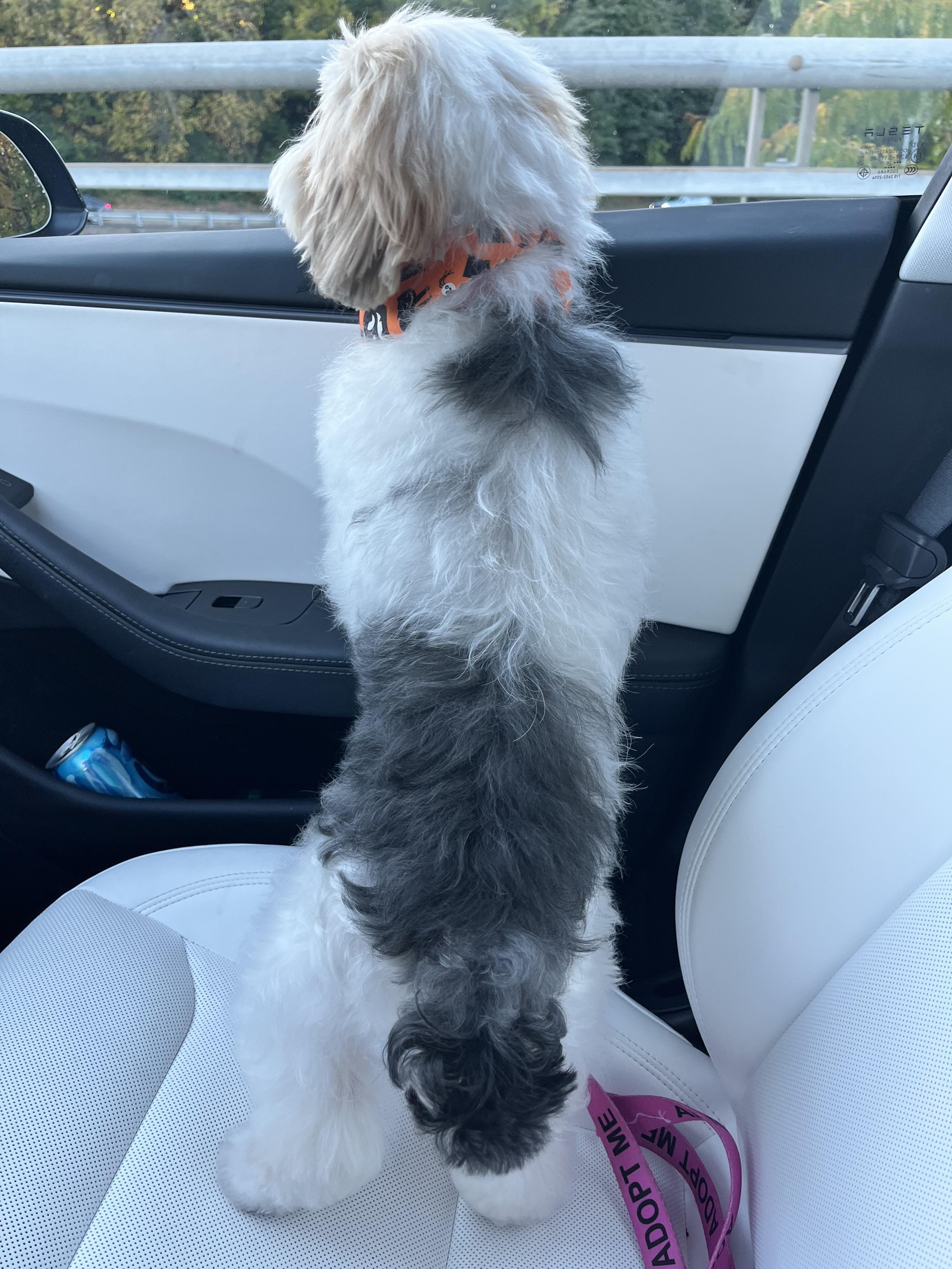 Enlarge Tobby, a Adoptable Yorkie Poo in Harrison, NY image 6/6