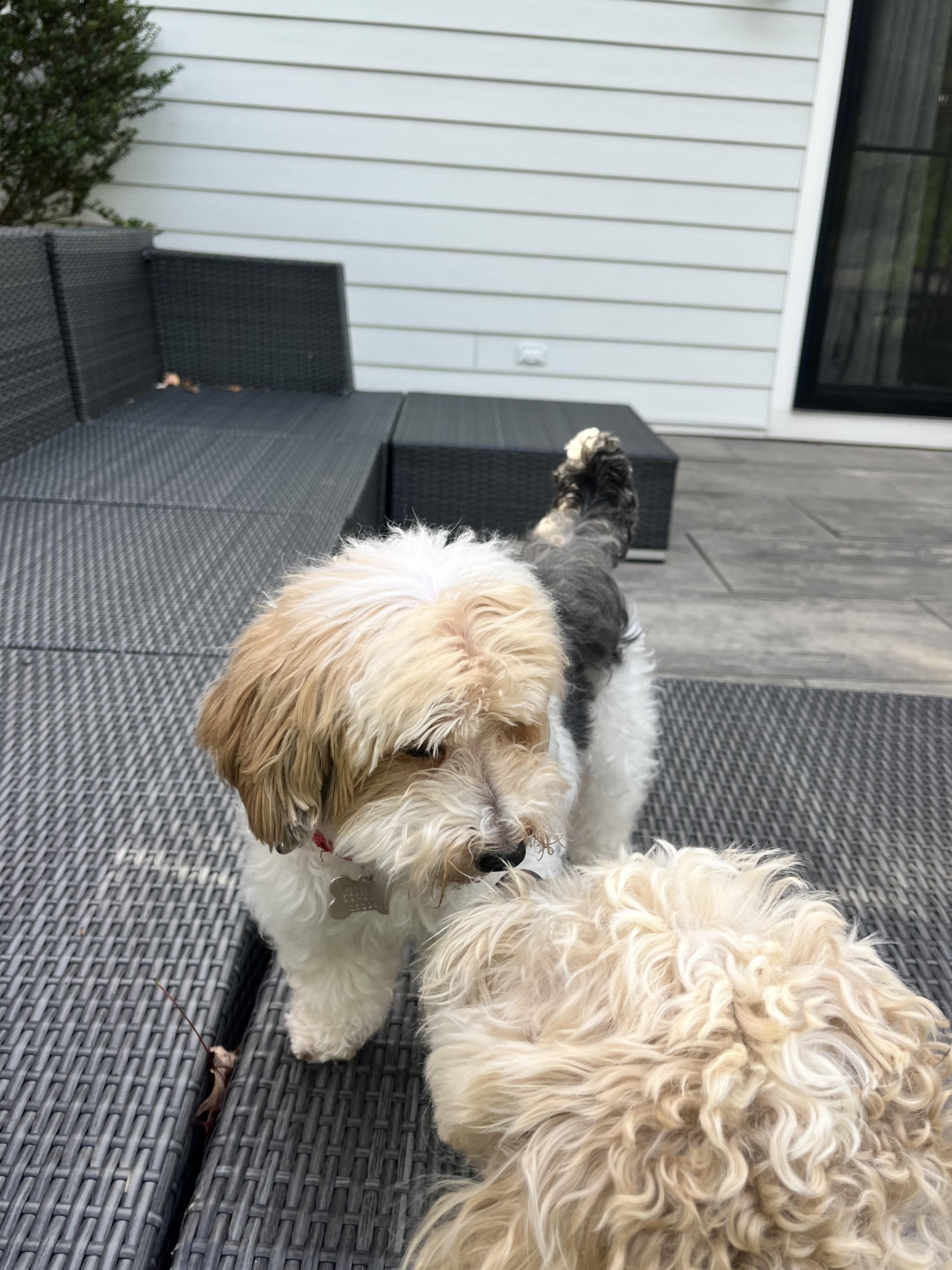 Enlarge Tobby, a Adoptable Yorkie Poo in Harrison, NY image 4/6