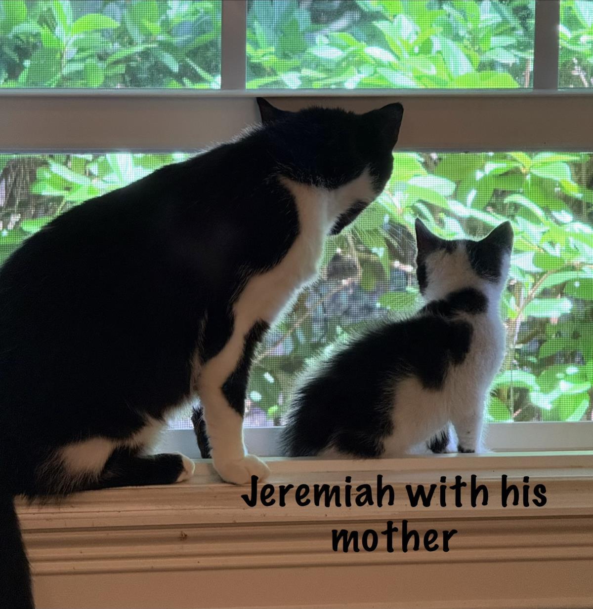 Jeramiah, Adoptable, Kitten Male Domestic Short Hair.