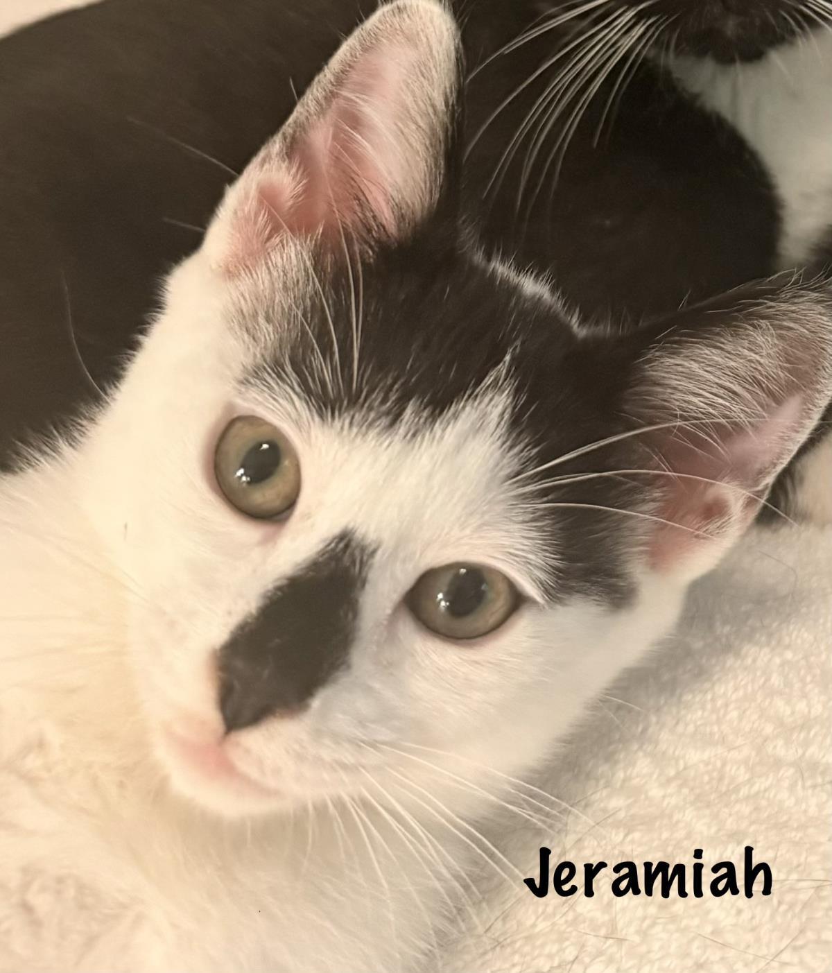 Jeramiah, a Adoptable mixed breed in St. Augustine, FL image 2/2