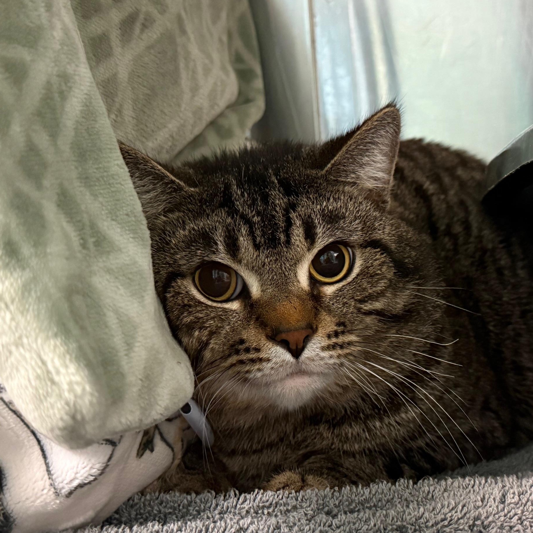 Enlarge Rowan, a ADOPTABLE Domestic Medium Hair in Marion, NC image 3/3