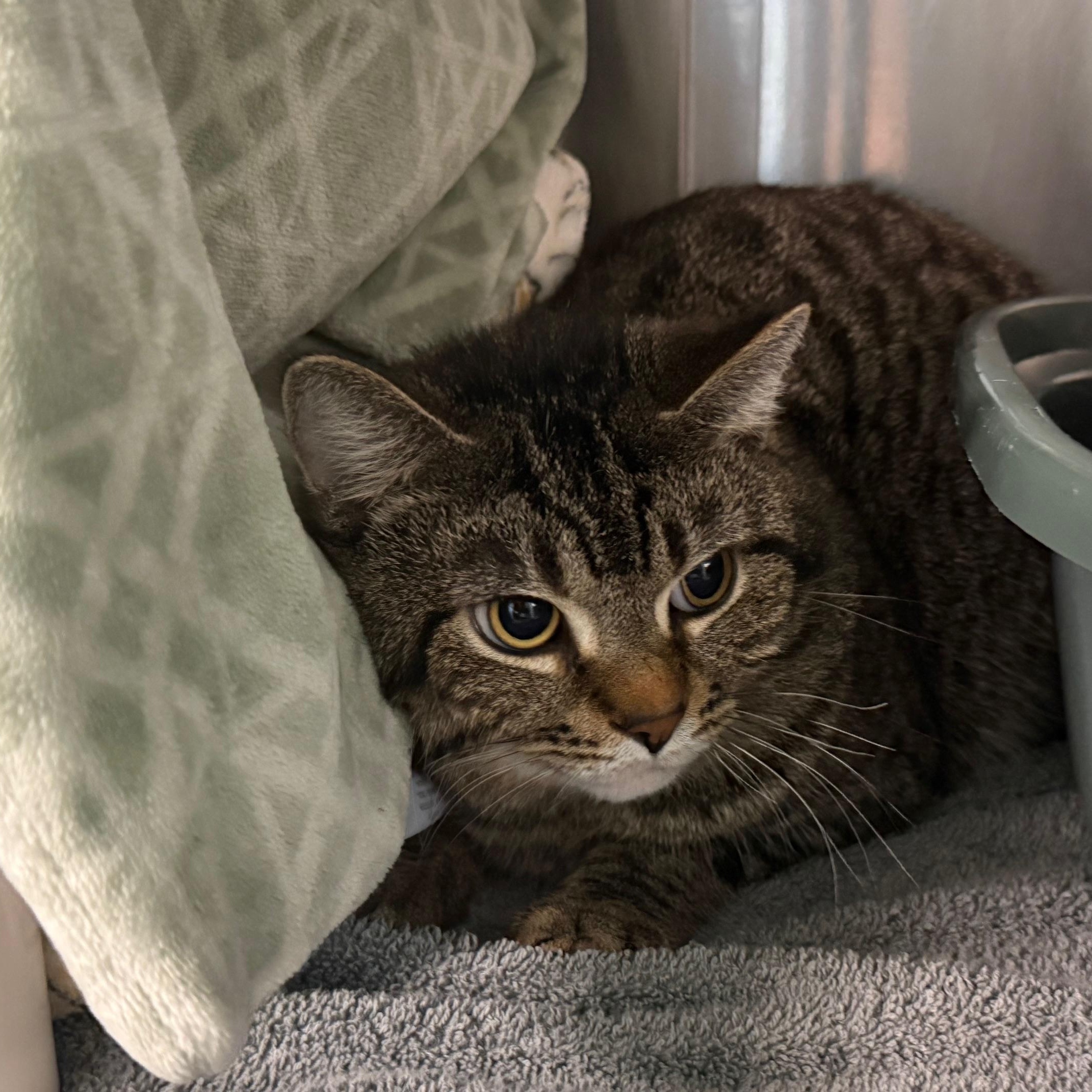 Enlarge Rowan, a ADOPTABLE Domestic Medium Hair in Marion, NC image 2/3