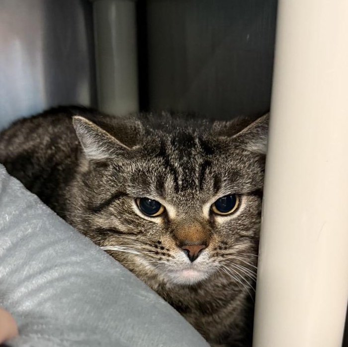 Enlarge Rowan, a ADOPTABLE Domestic Medium Hair in Marion, NC image 1/3