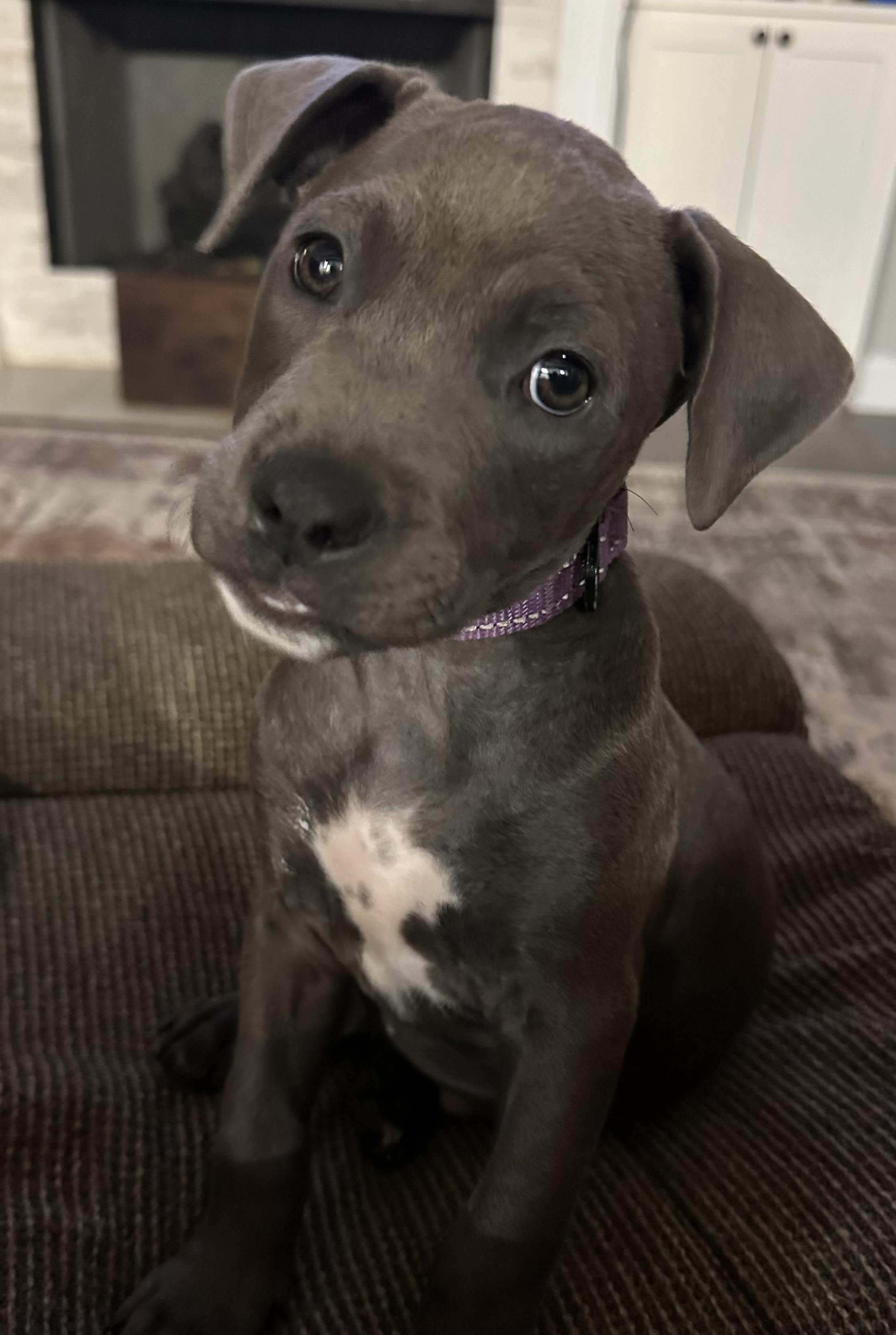 Enlarge Daisy Mae (Courtesy Post), a ADOPTABLE mixed breed in Statesboro, GA image 1/1