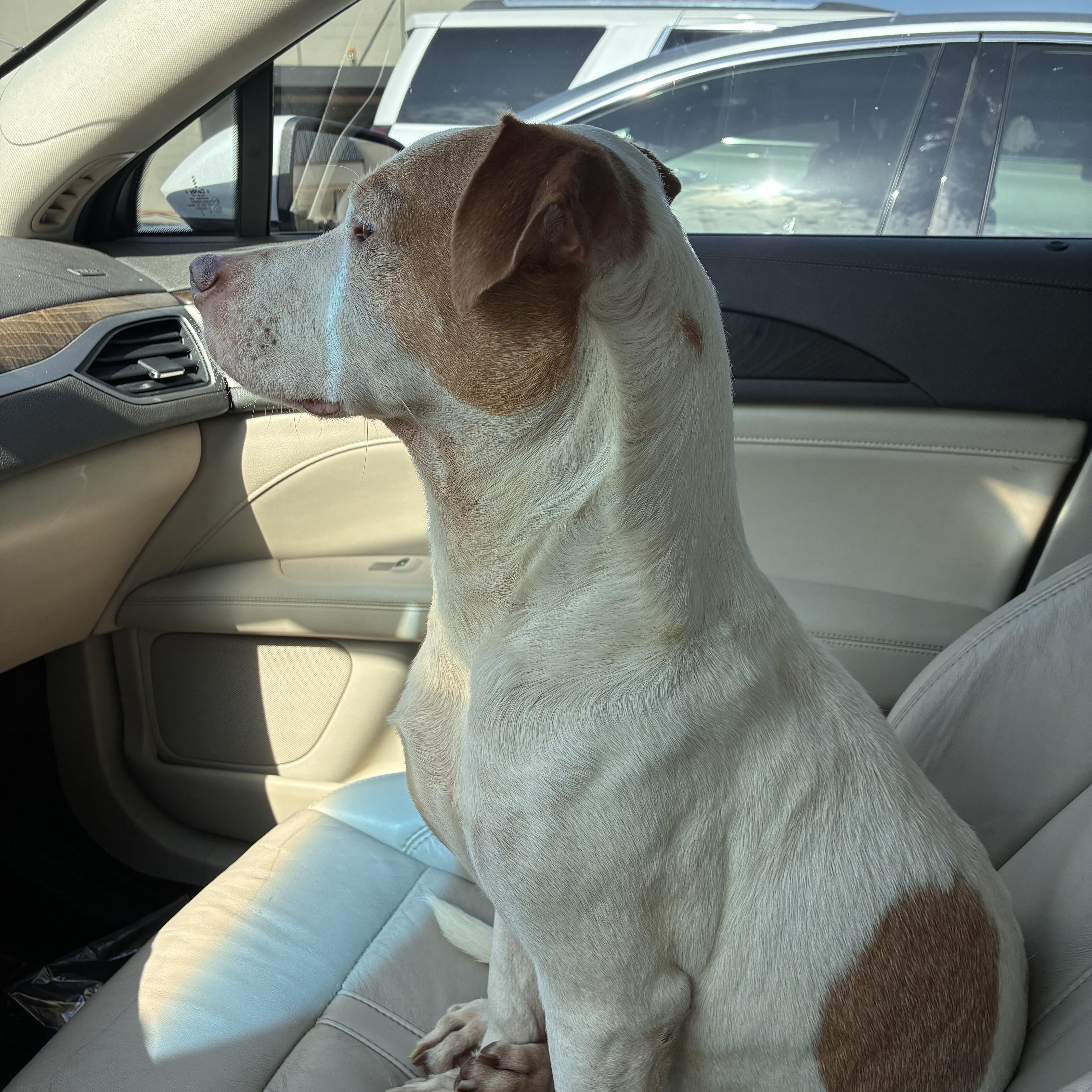 Enlarge Bishop, an adopted American Staffordshire Terrier in Plano, TX image 2/3
